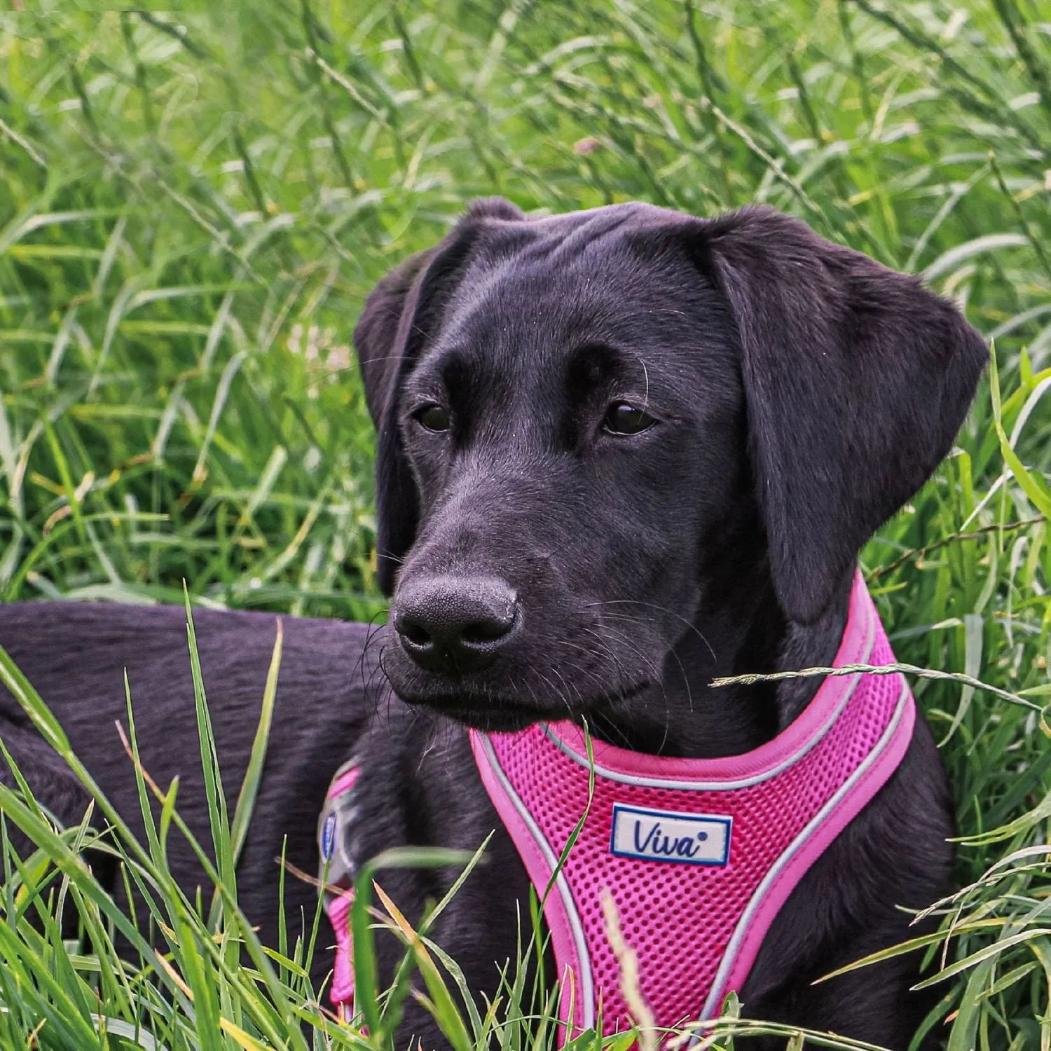 Ancol Comfort Mesh Harness - Pink