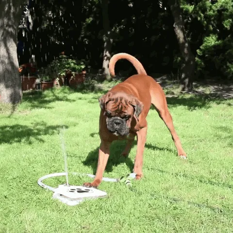 Dog Step On Water Fountain -
