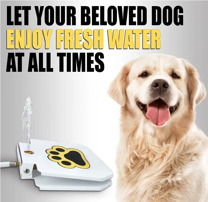 Dog Step On Water Fountain -