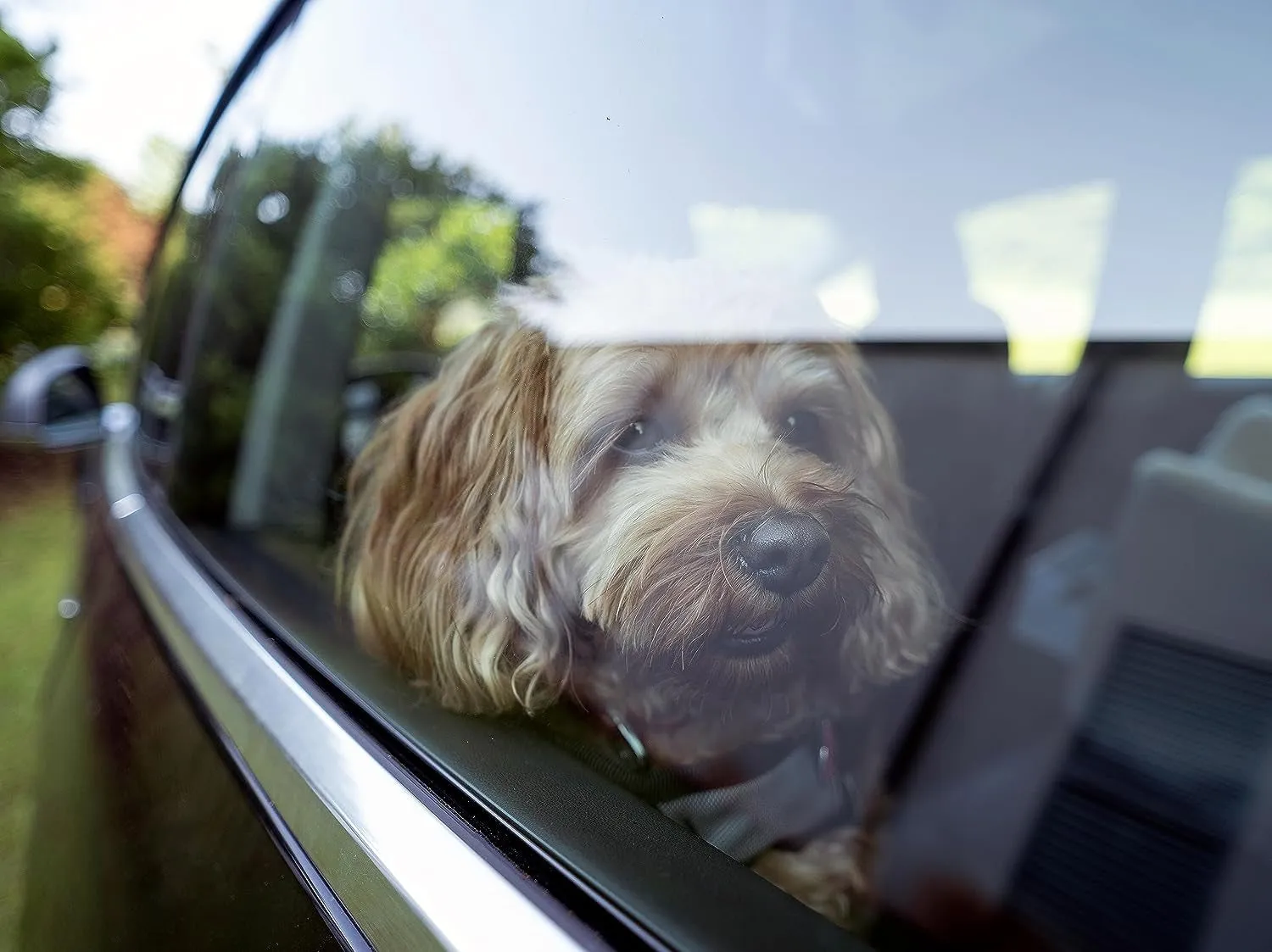 Elevate Your Dog's Car Experience with the Lookout II Dog Booster Car Seat: Comfort, Safety, and Convenient Storage for Medium-Sized Dogs