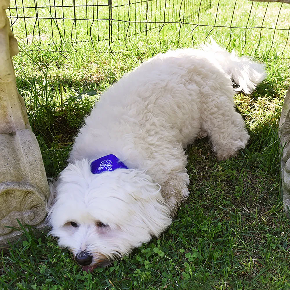 Large/Extra Large Cooling Dog Collar