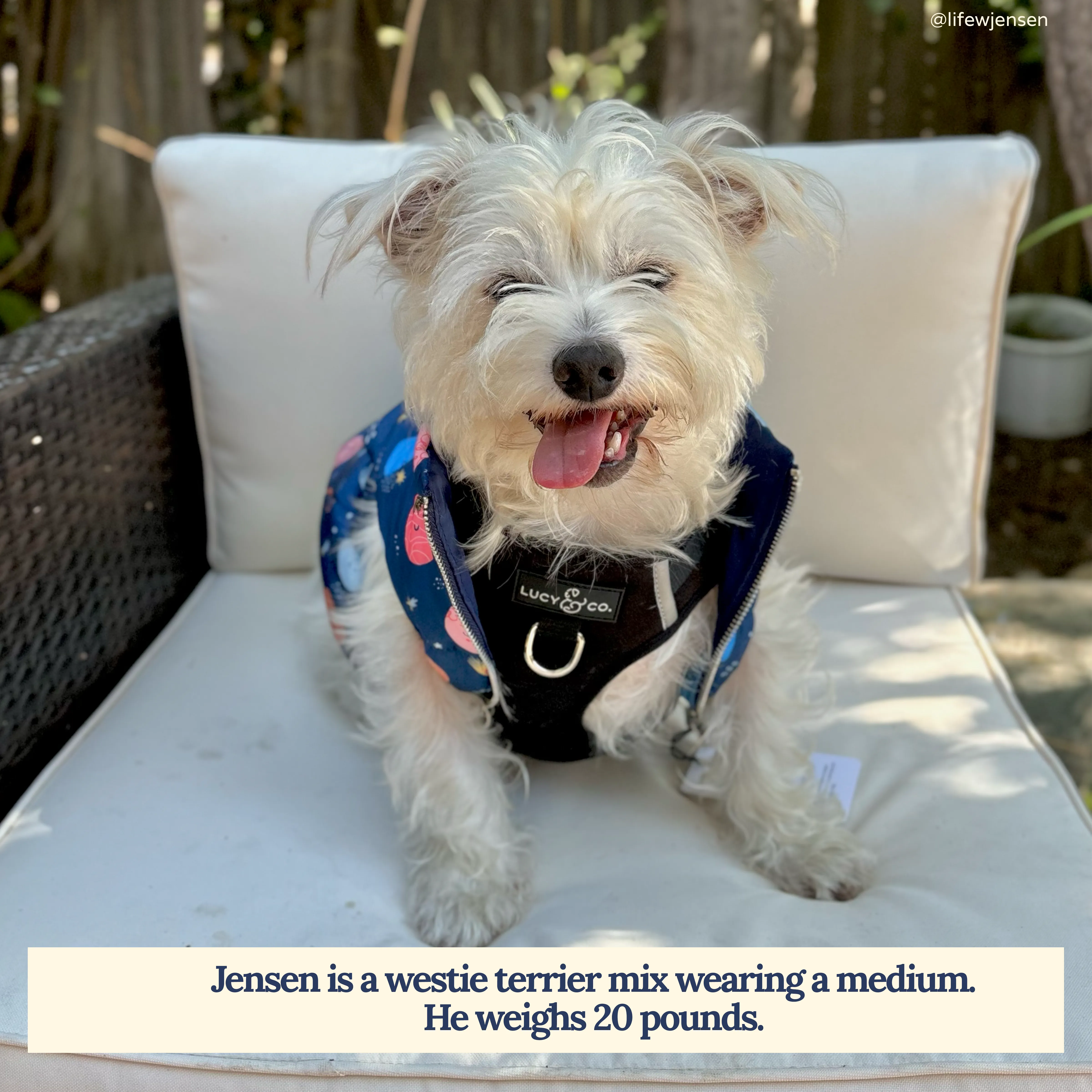 Midnight No-Pull Harness