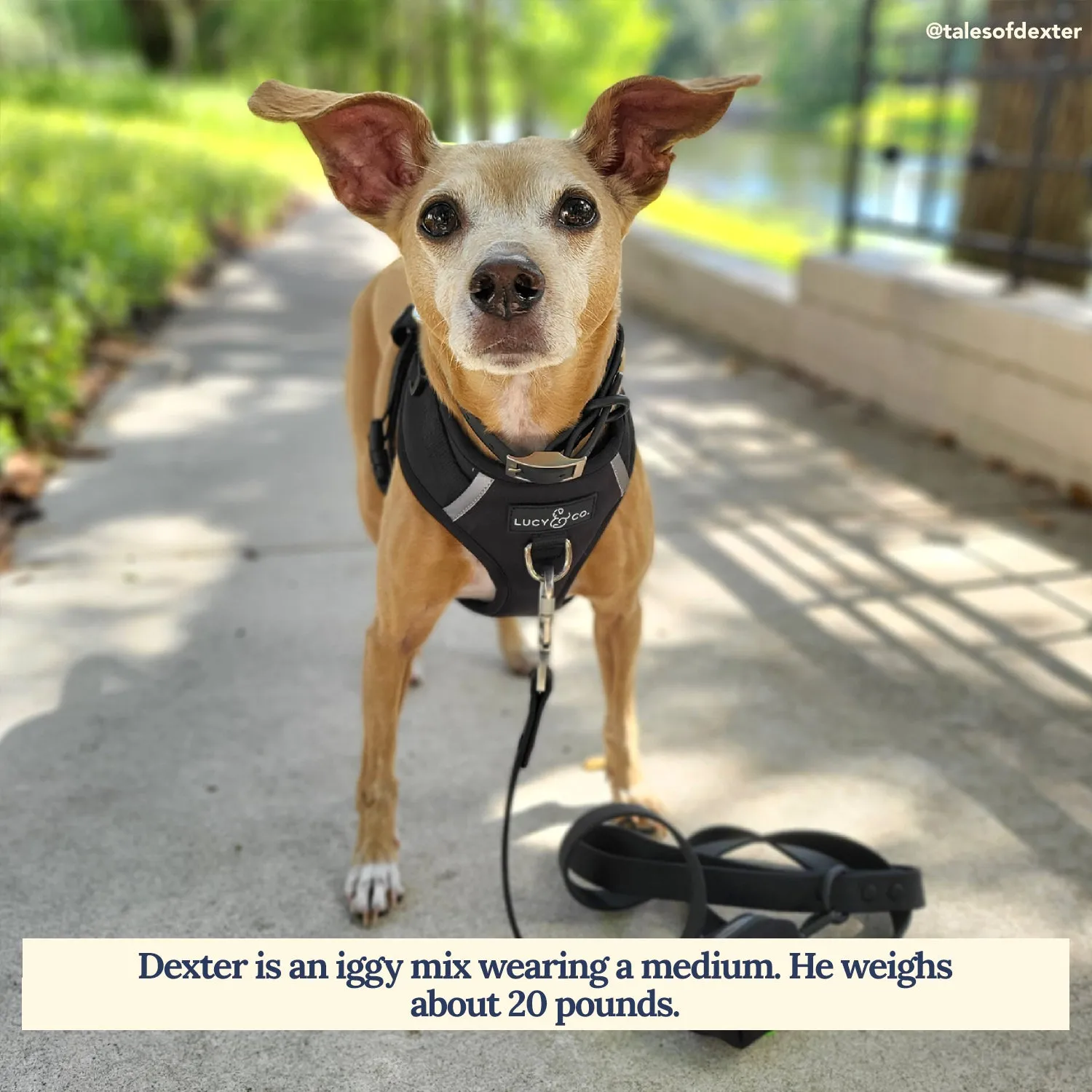 Midnight No-Pull Harness