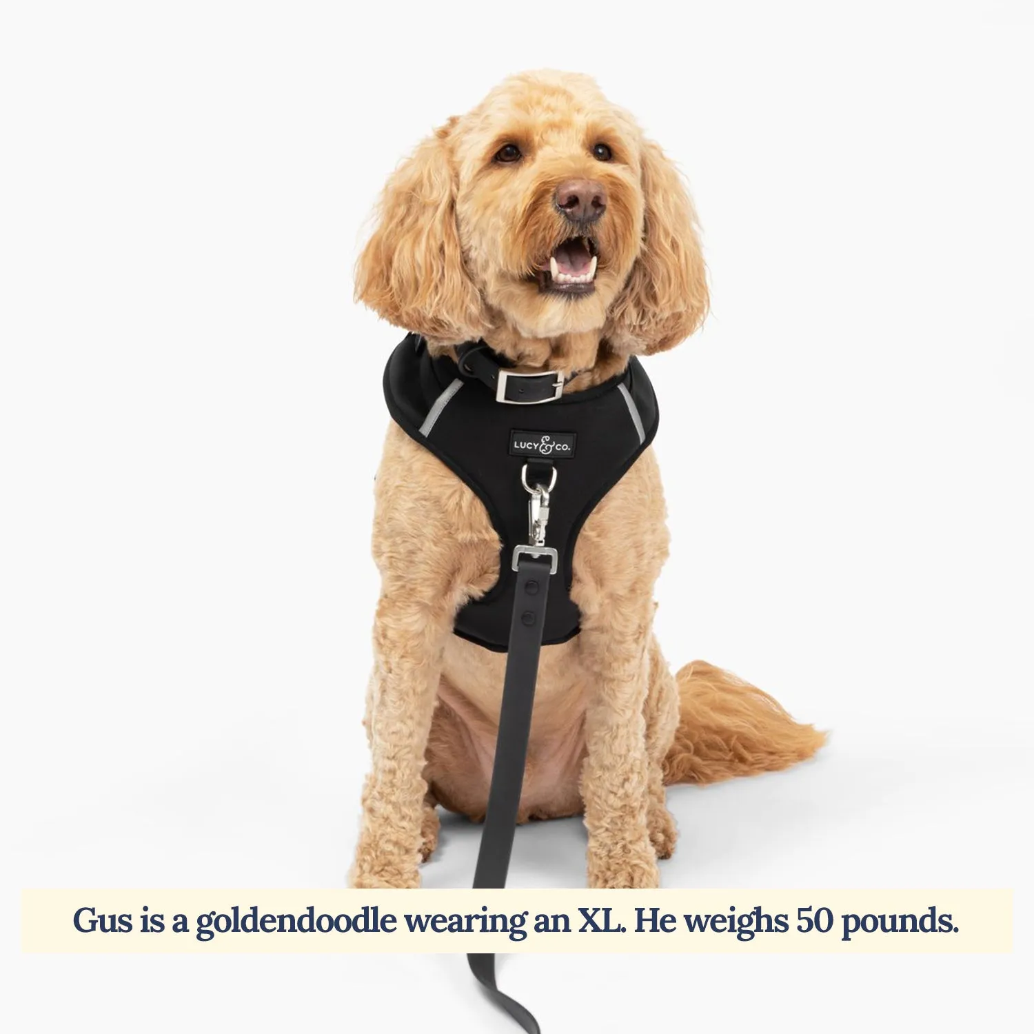 Midnight No-Pull Harness