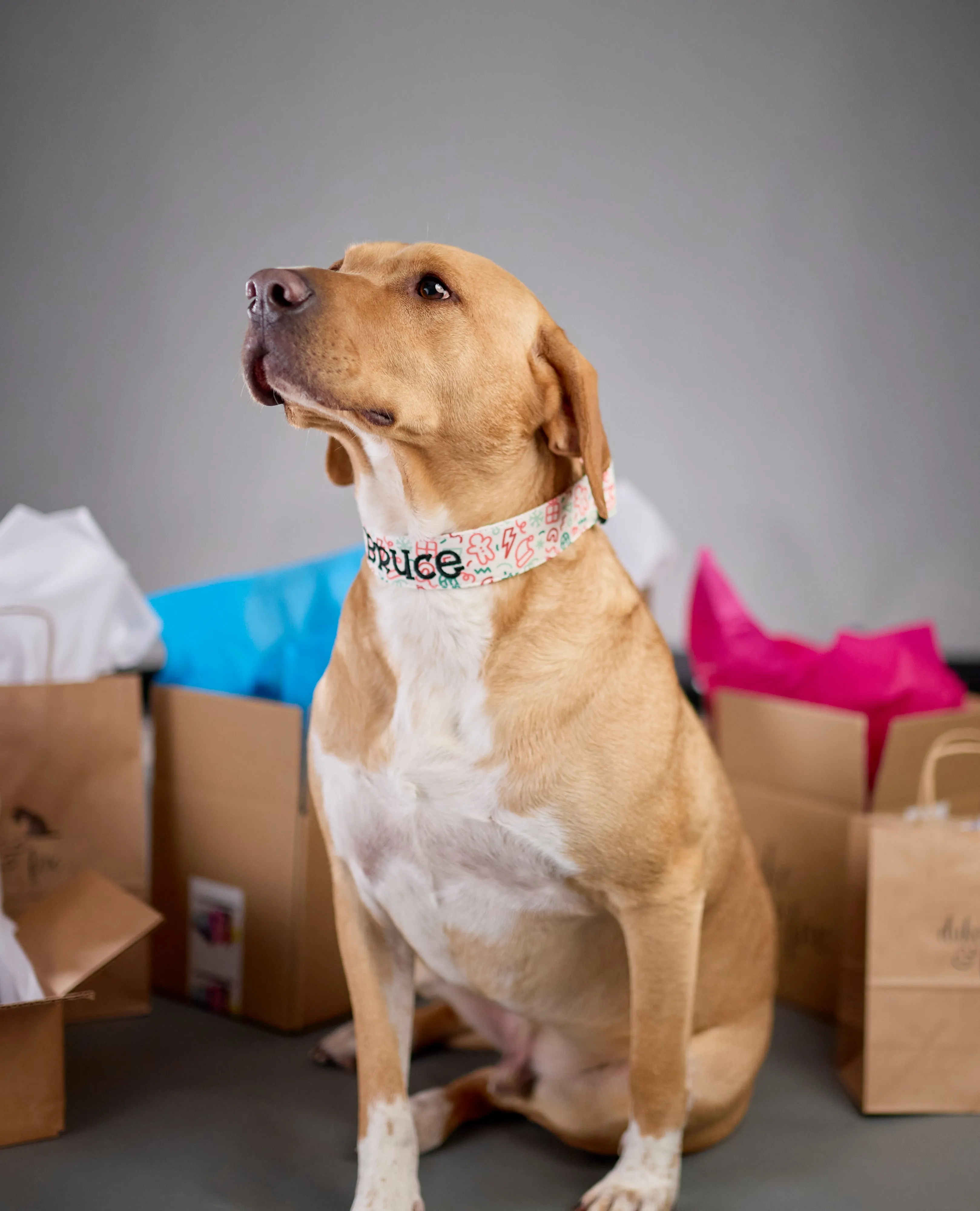 Personalized Dog Collar | Christmas Doodle Dog Collar | Duke & Fox®